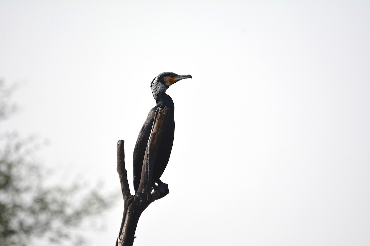 Great Cormorant - ML615827770