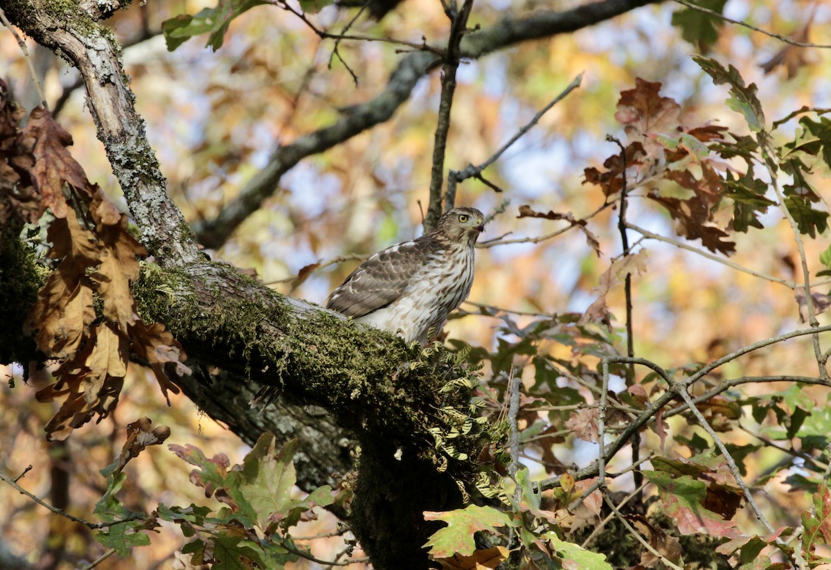 Cooper's Hawk - ML615827776