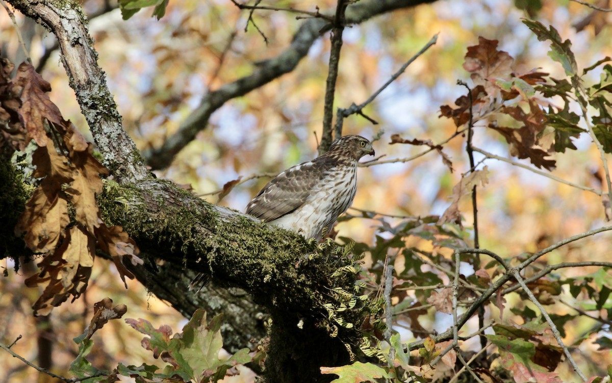 Cooper's Hawk - ML615827781