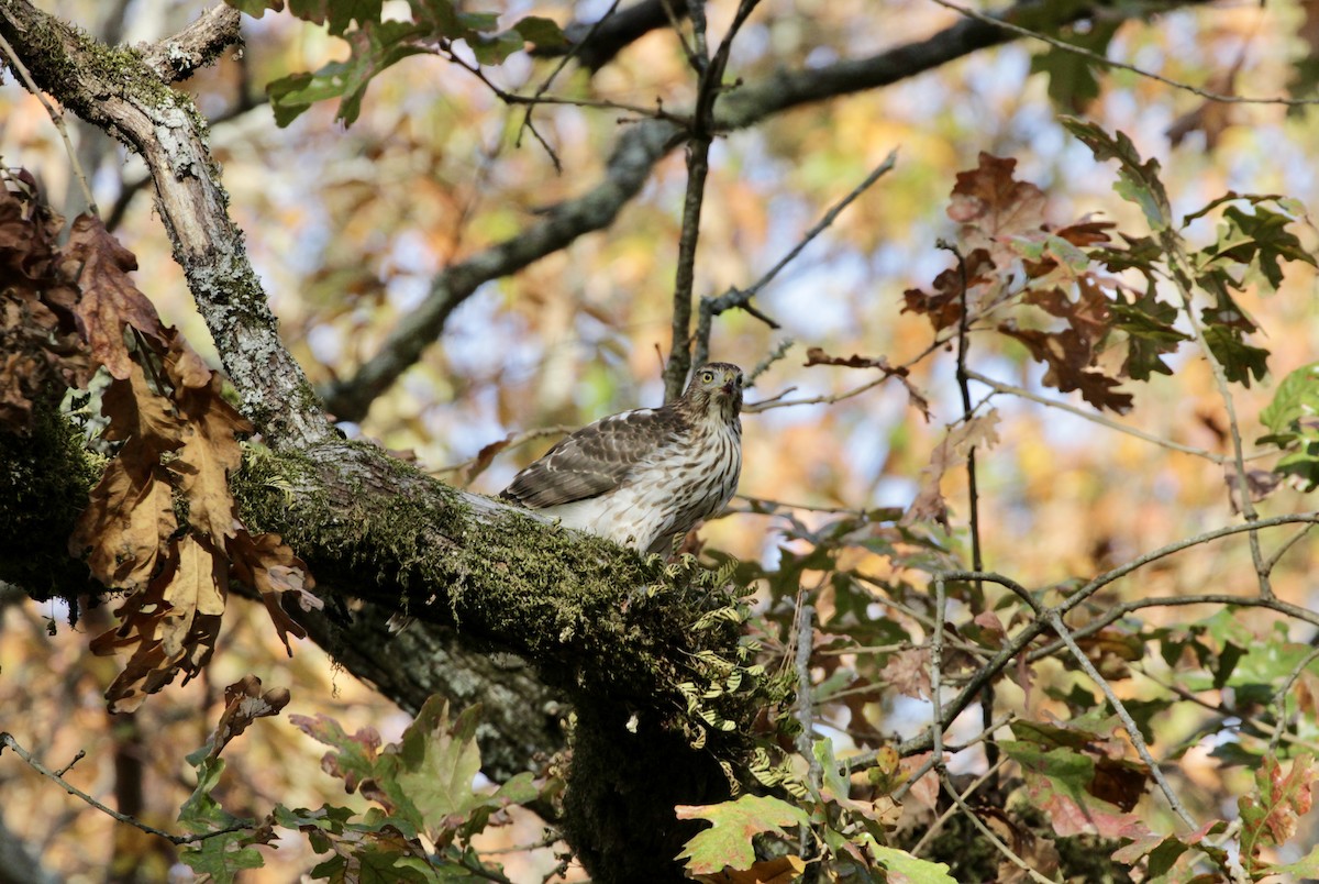 Cooper's Hawk - ML615827787