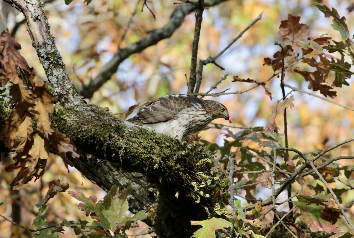 Cooper's Hawk - ML615827790