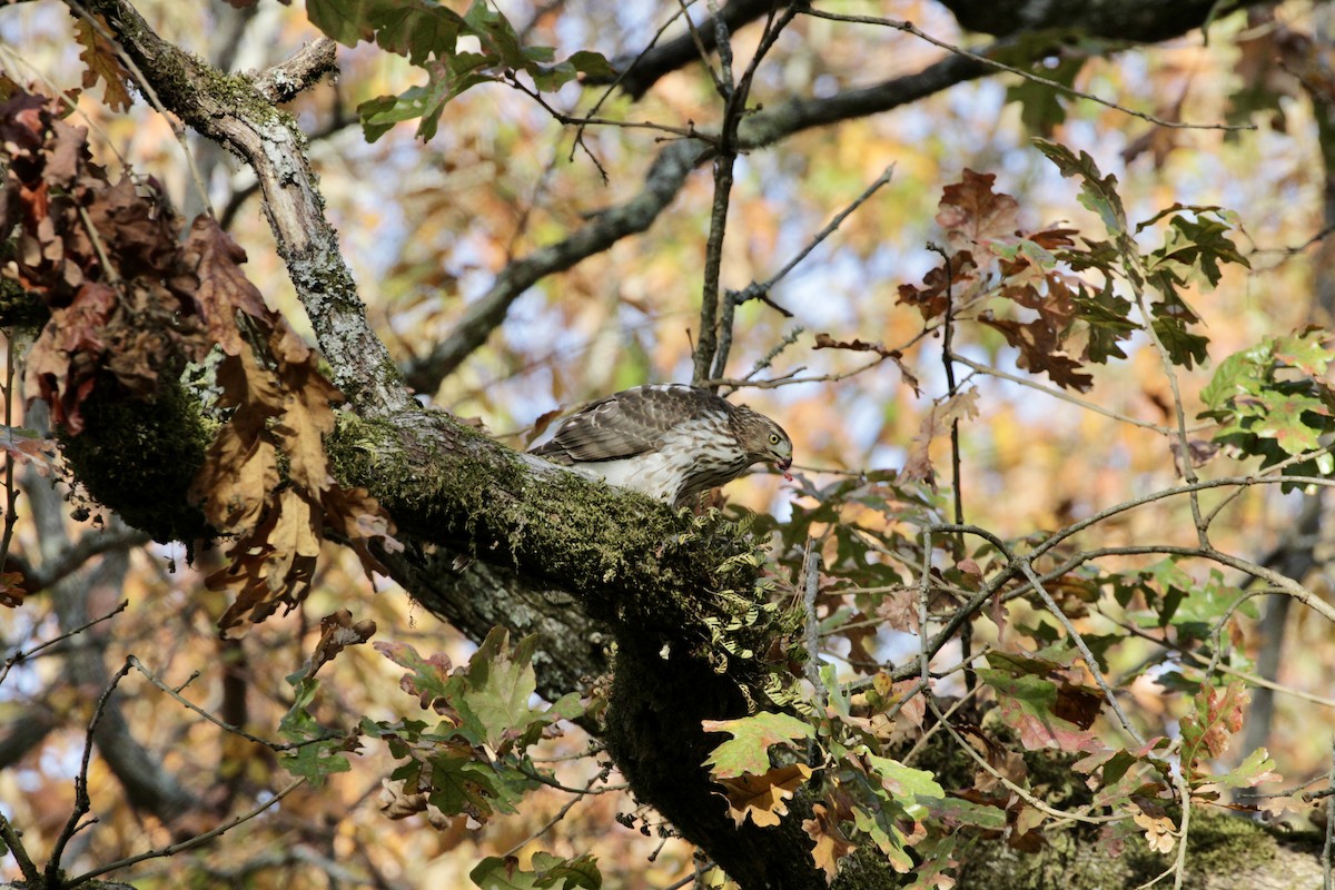 Cooper's Hawk - ML615827795