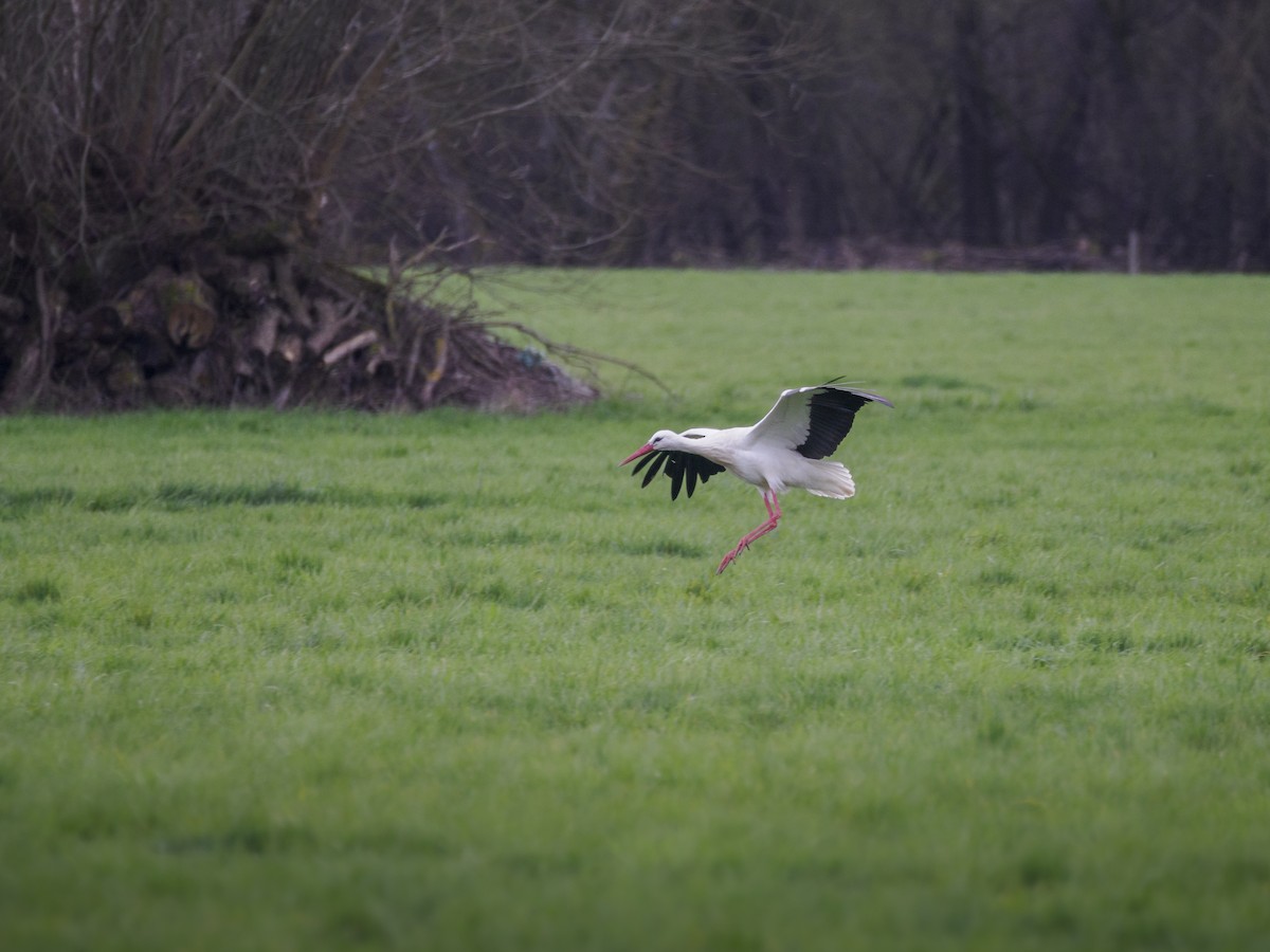 White Stork - David Kaliss