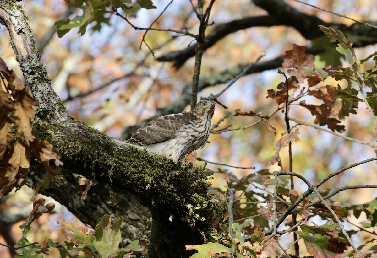 Cooper's Hawk - ML615827800