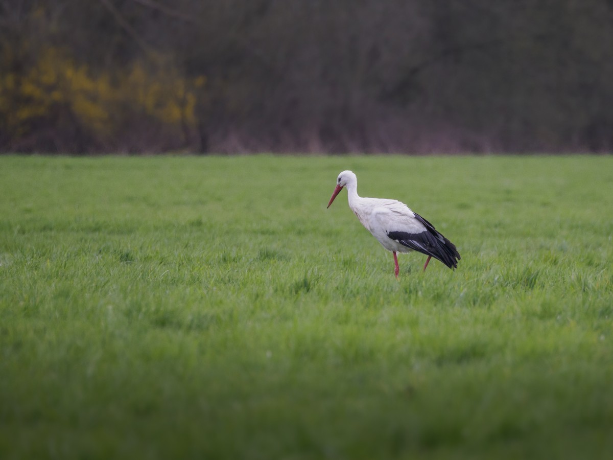 White Stork - ML615827802