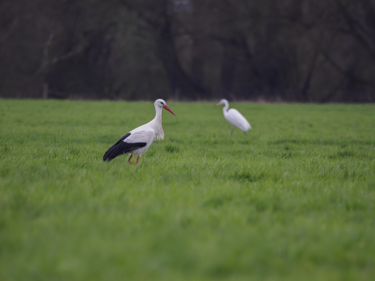 White Stork - ML615827808