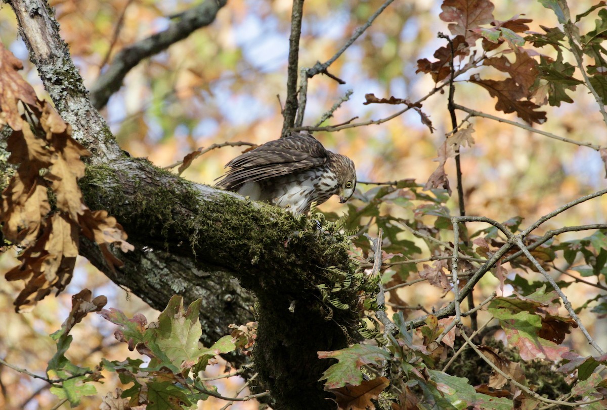 Cooper's Hawk - ML615827809