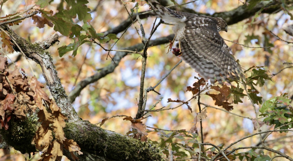 Cooper's Hawk - ML615827812
