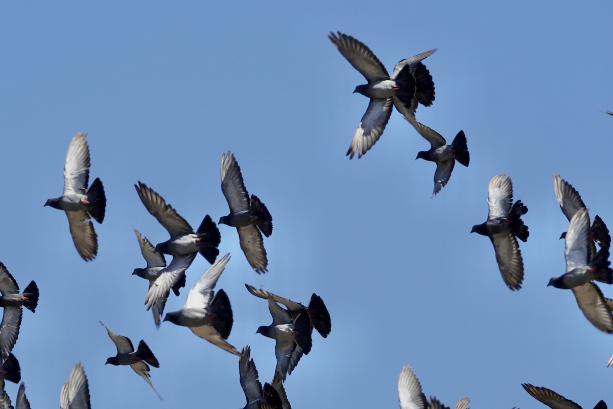 Rock Pigeon (Feral Pigeon) - Alena Capek