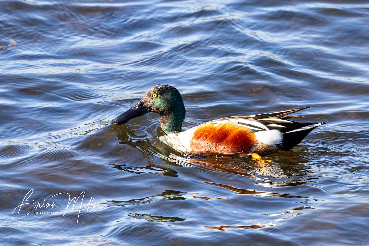 Northern Shoveler - ML615827846