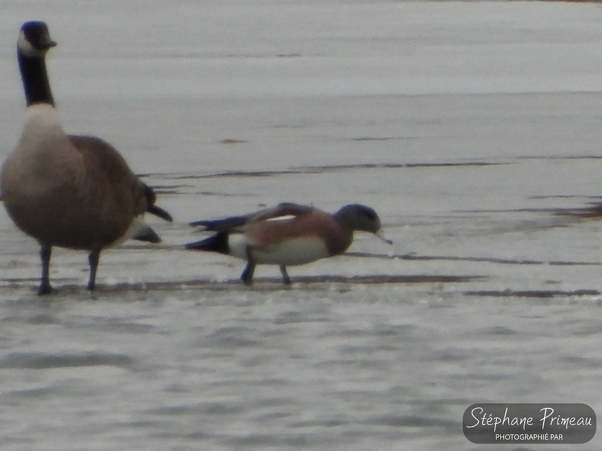 American Wigeon - Stéphane Primeau