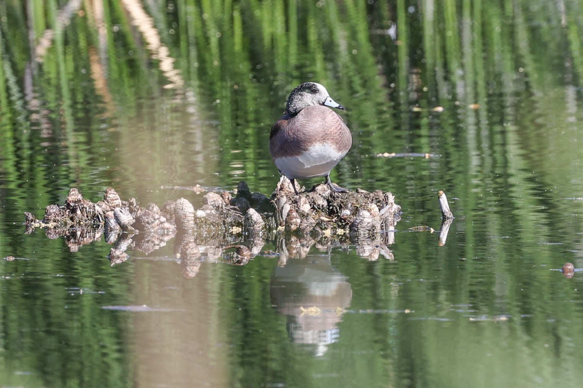 American Wigeon - ML615827864