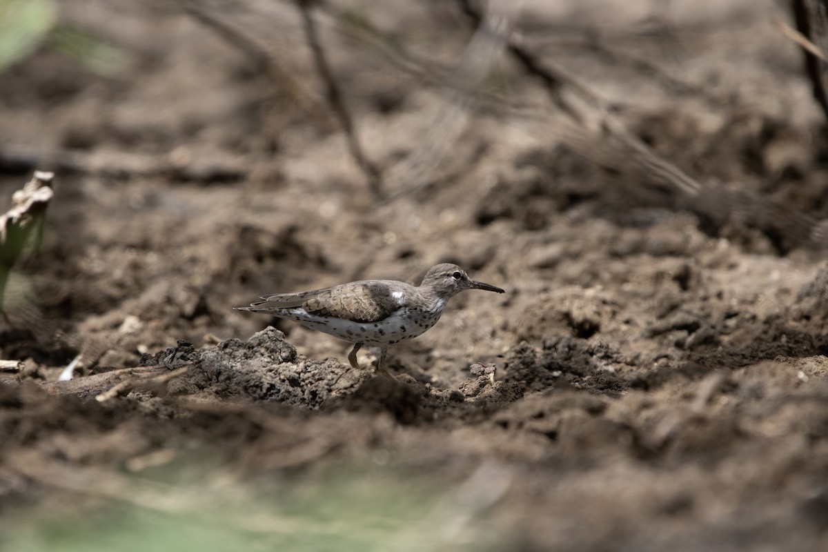 Spotted Sandpiper - ML615827942