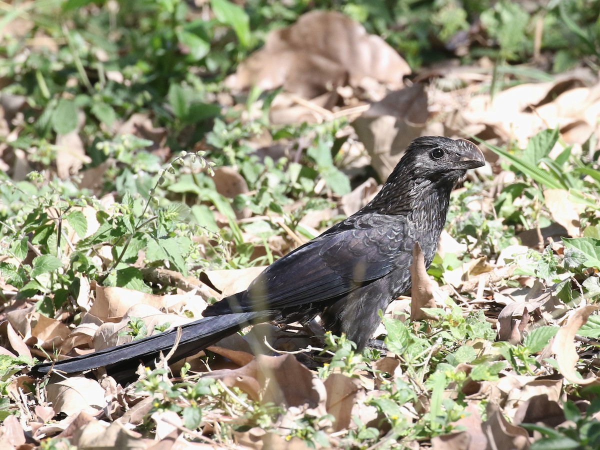 Smooth-billed Ani - ML615827963