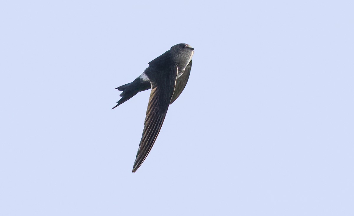 Cook's Swift - ML615827986