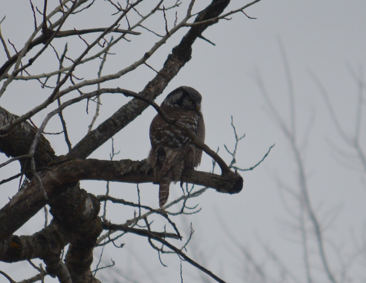Northern Hawk Owl - ML615828075