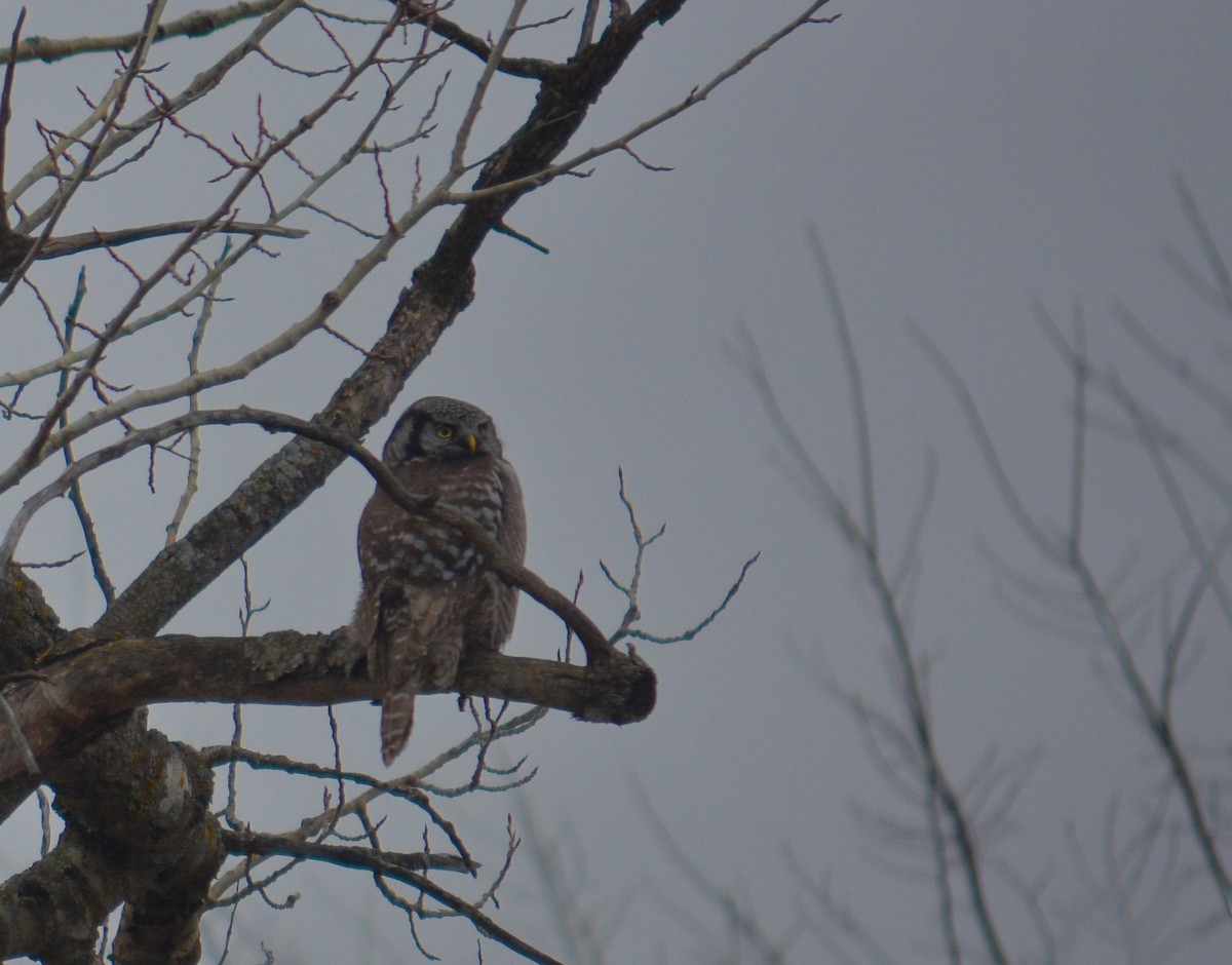 Northern Hawk Owl - ML615828076