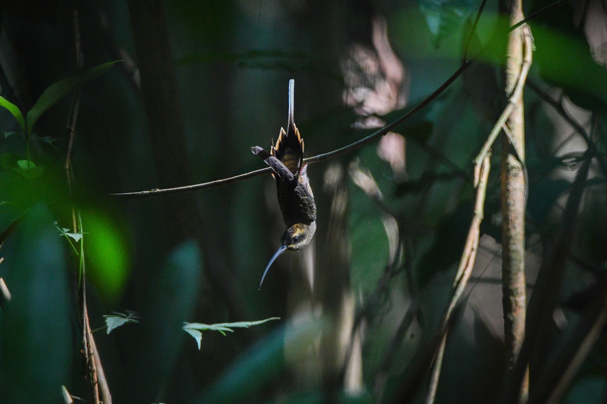 Long-billed Hermit (Central American) - ML615828090