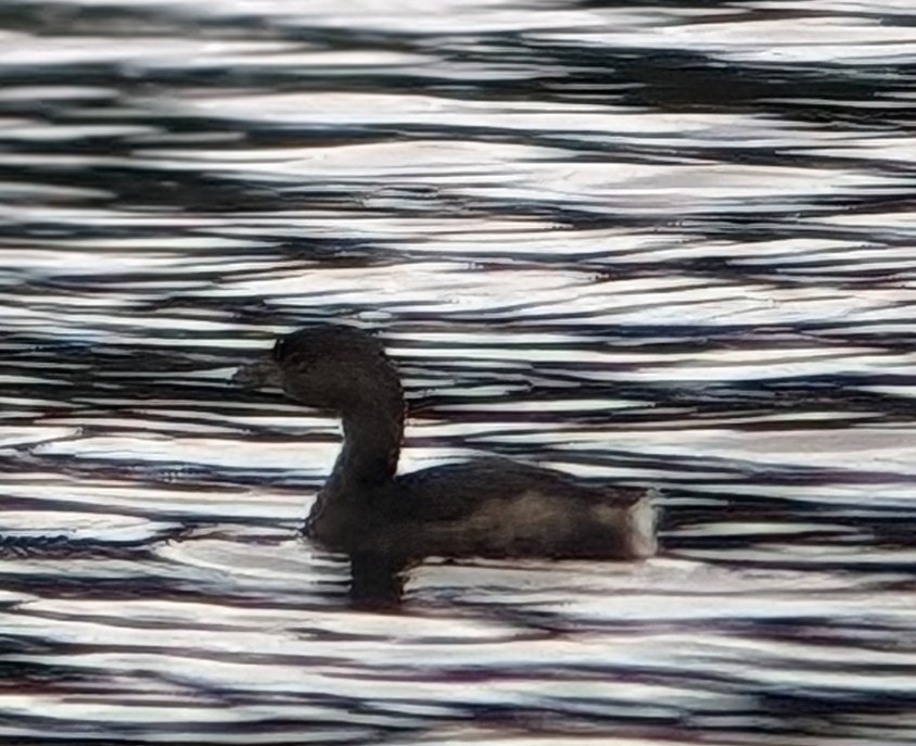 Pied-billed Grebe - ML615828119