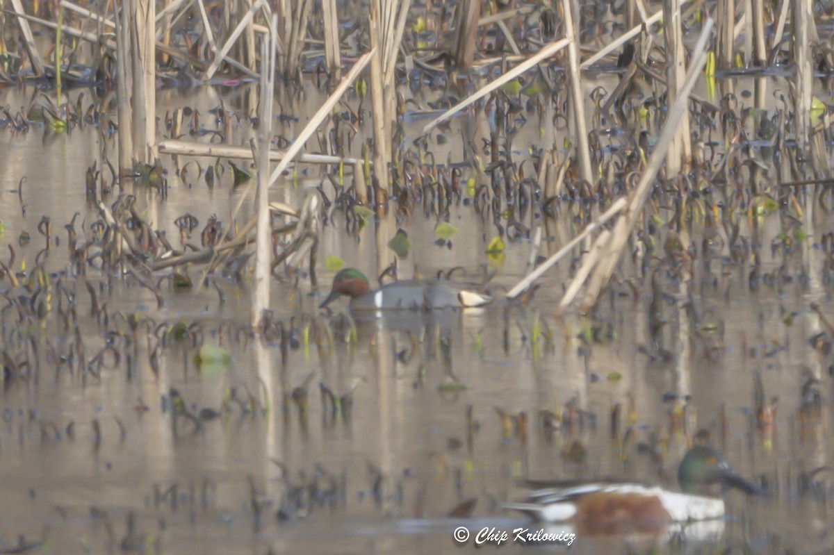 Green-winged Teal - ML615828121