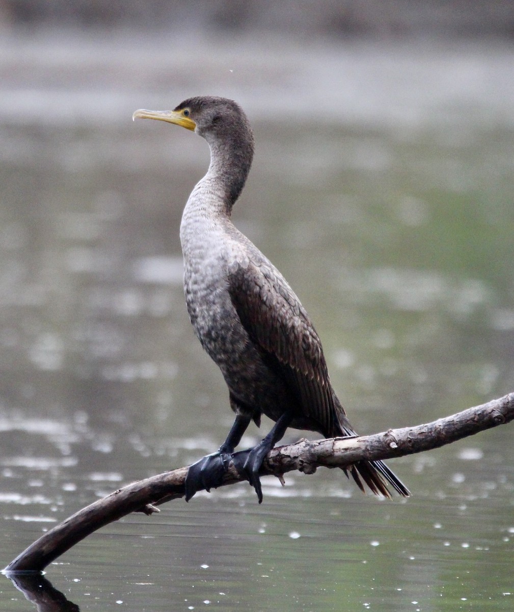 Double-crested Cormorant - ML615828147