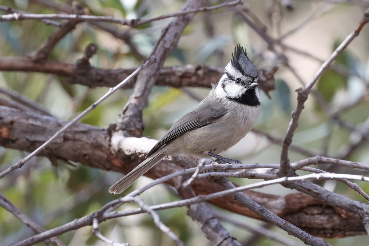 Bridled Titmouse - Warren Bielenberg