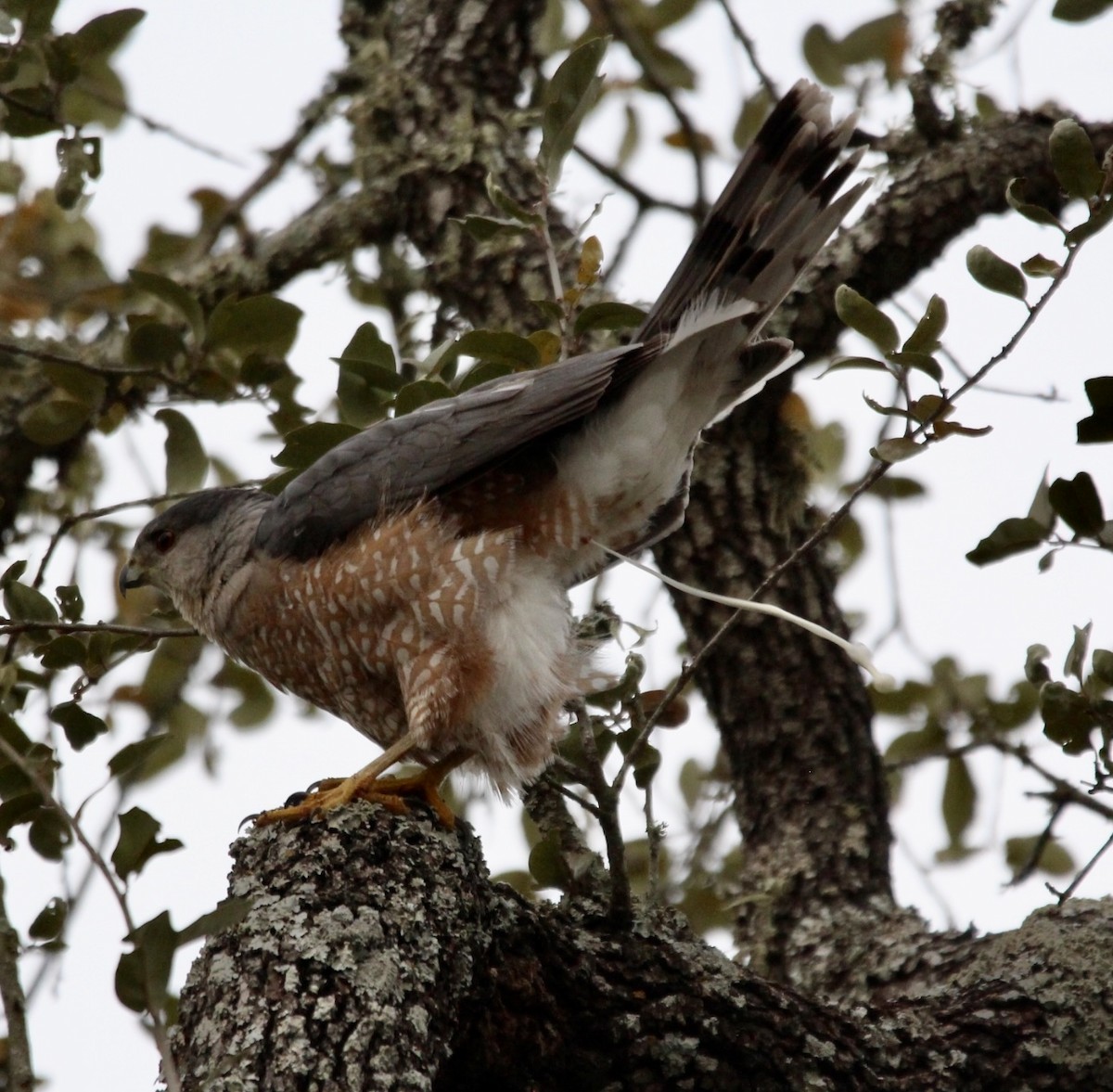 Cooper's Hawk - ML615828166