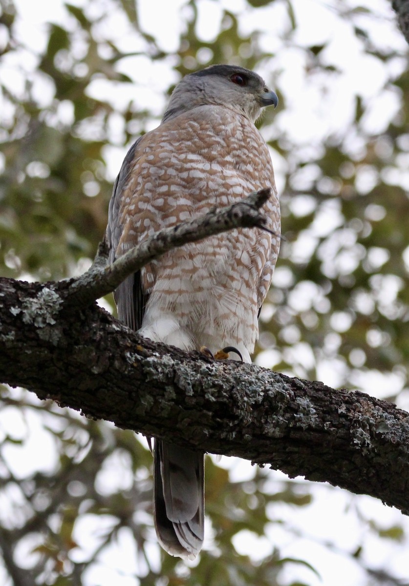 Cooper's Hawk - ML615828167