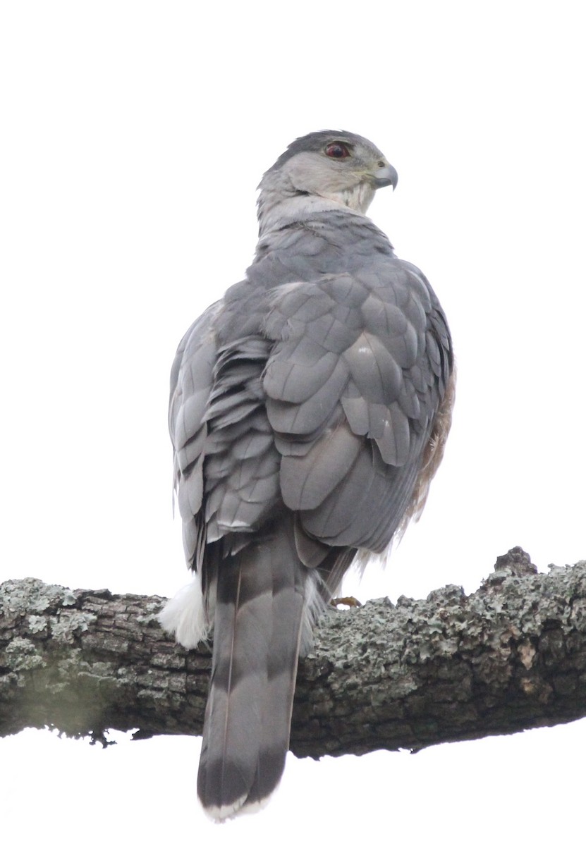 Cooper's Hawk - ML615828168