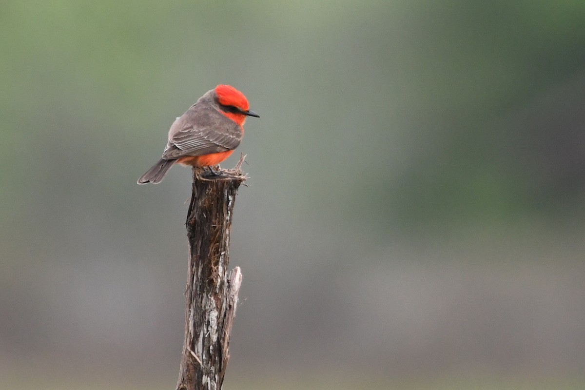 Vermilion Flycatcher - ML615828173