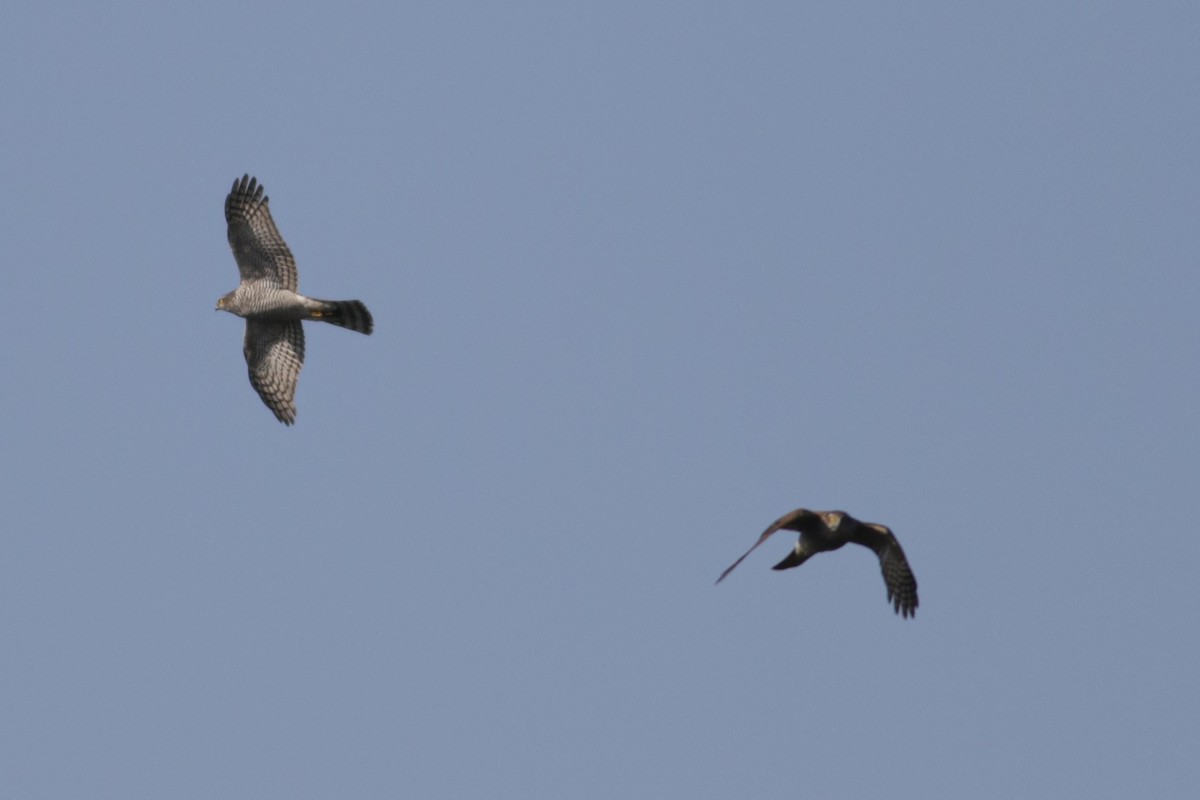 Морин харцага - ML615828303