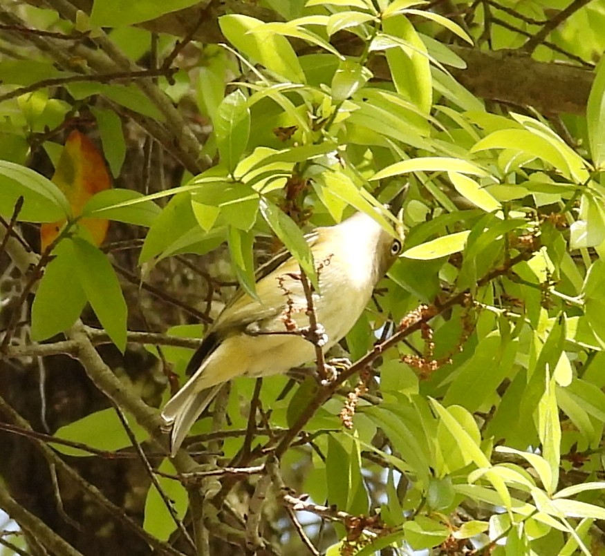 Viréo aux yeux blancs - ML615828306