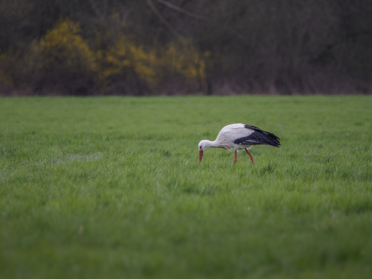 White Stork - ML615828342