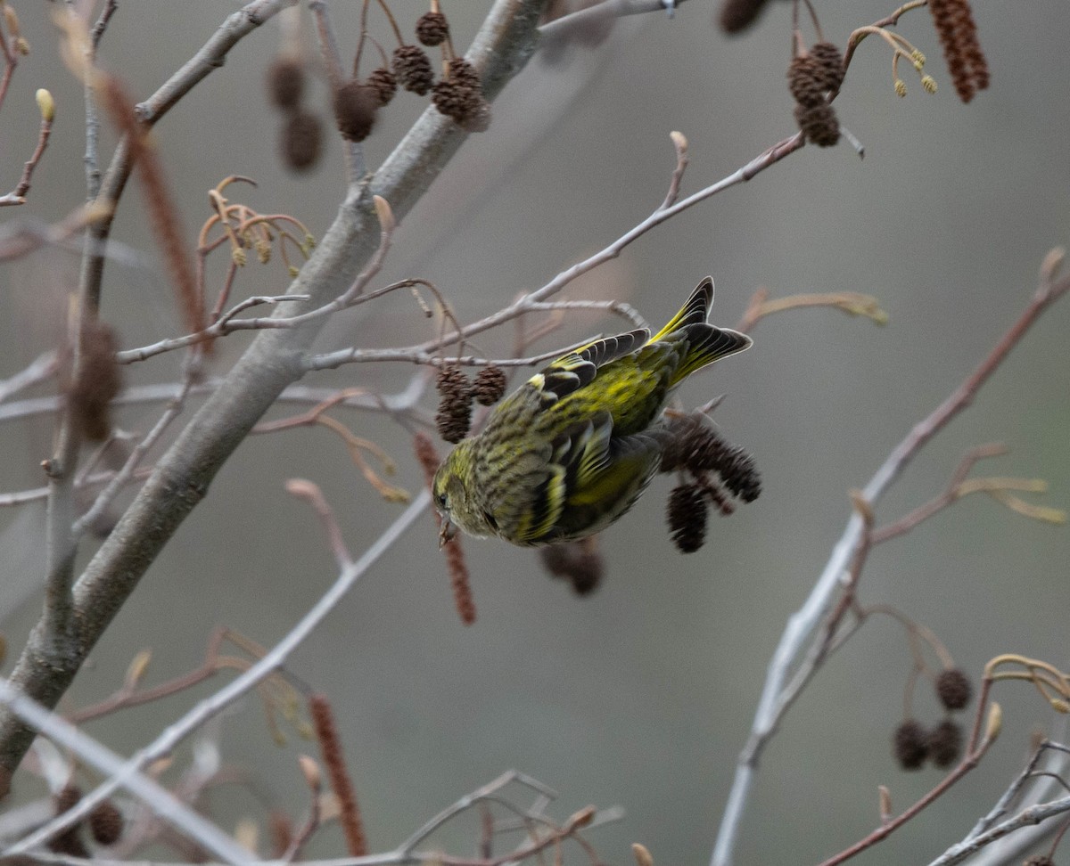 Eurasian Siskin - ML615828356