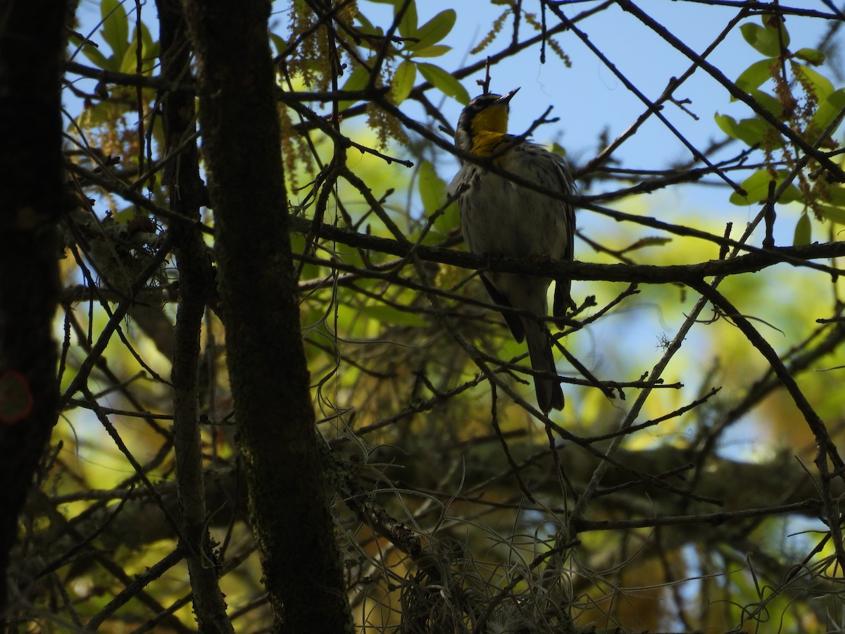 Yellow-throated Warbler - ML615828396