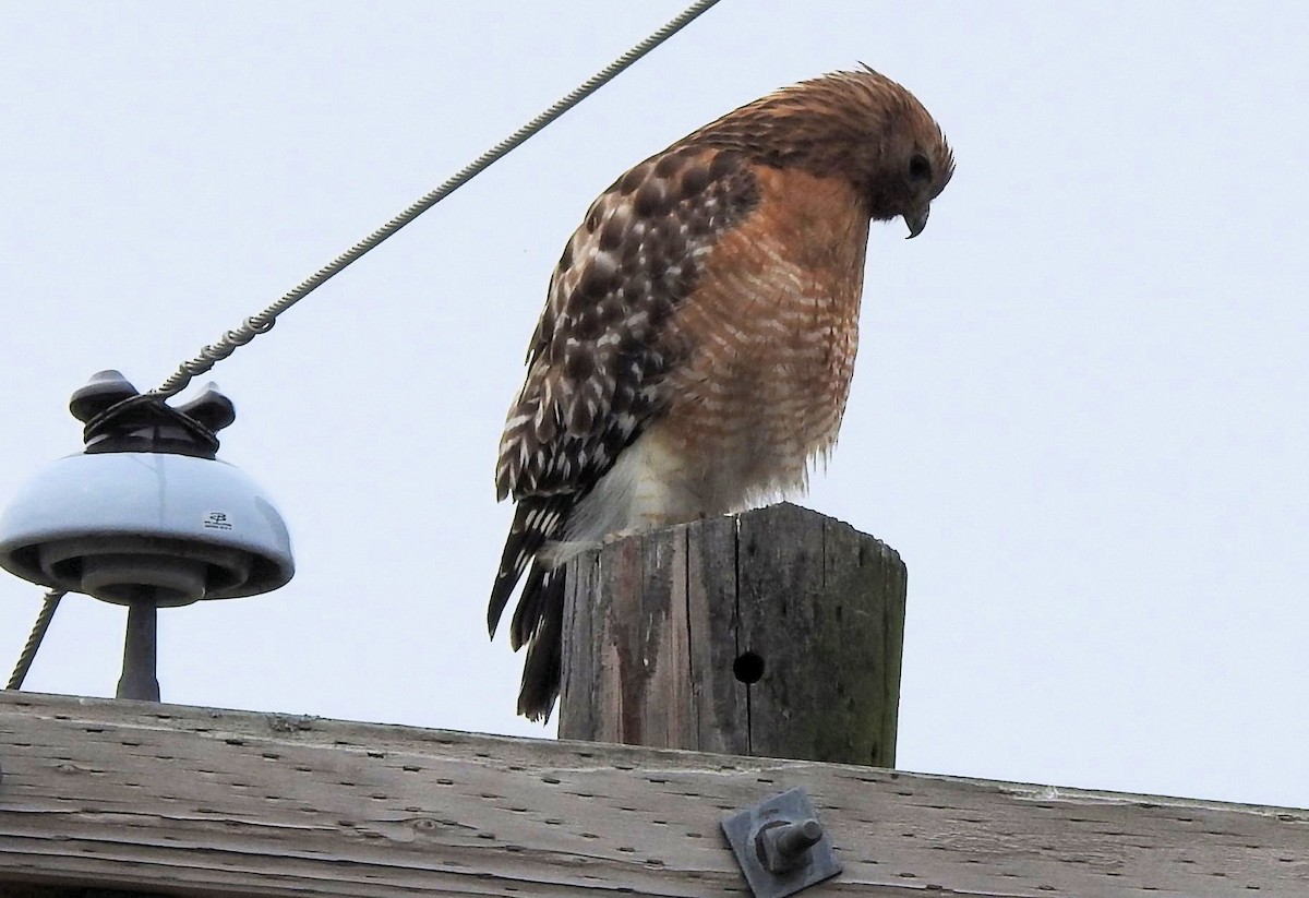 Red-shouldered Hawk - ML615828478