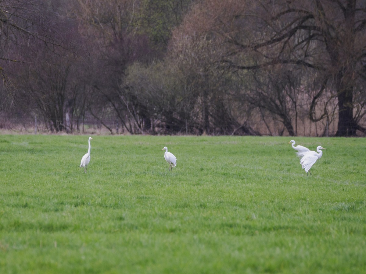 Great Egret - ML615828485