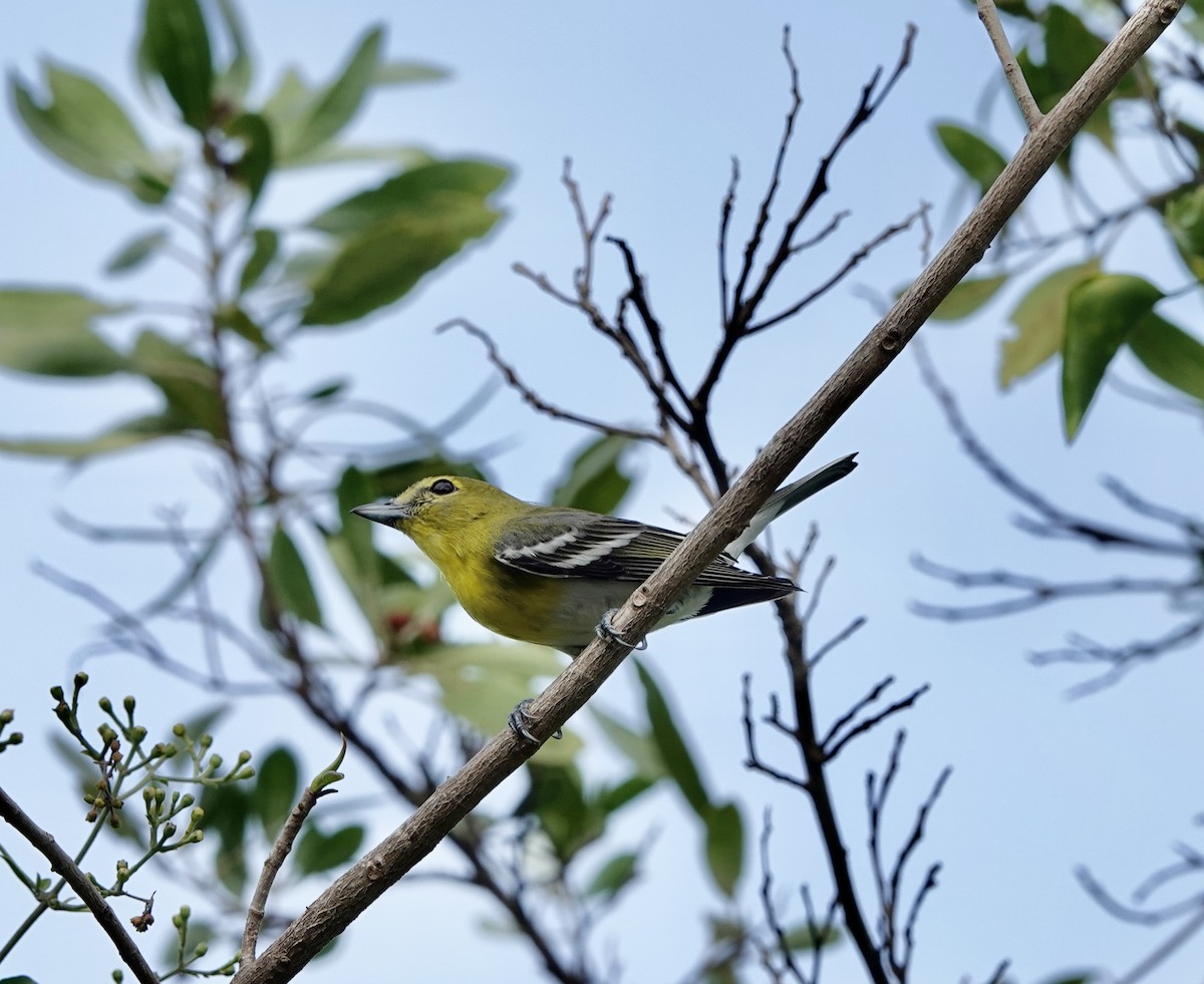 Yellow-throated Vireo - ML615828500