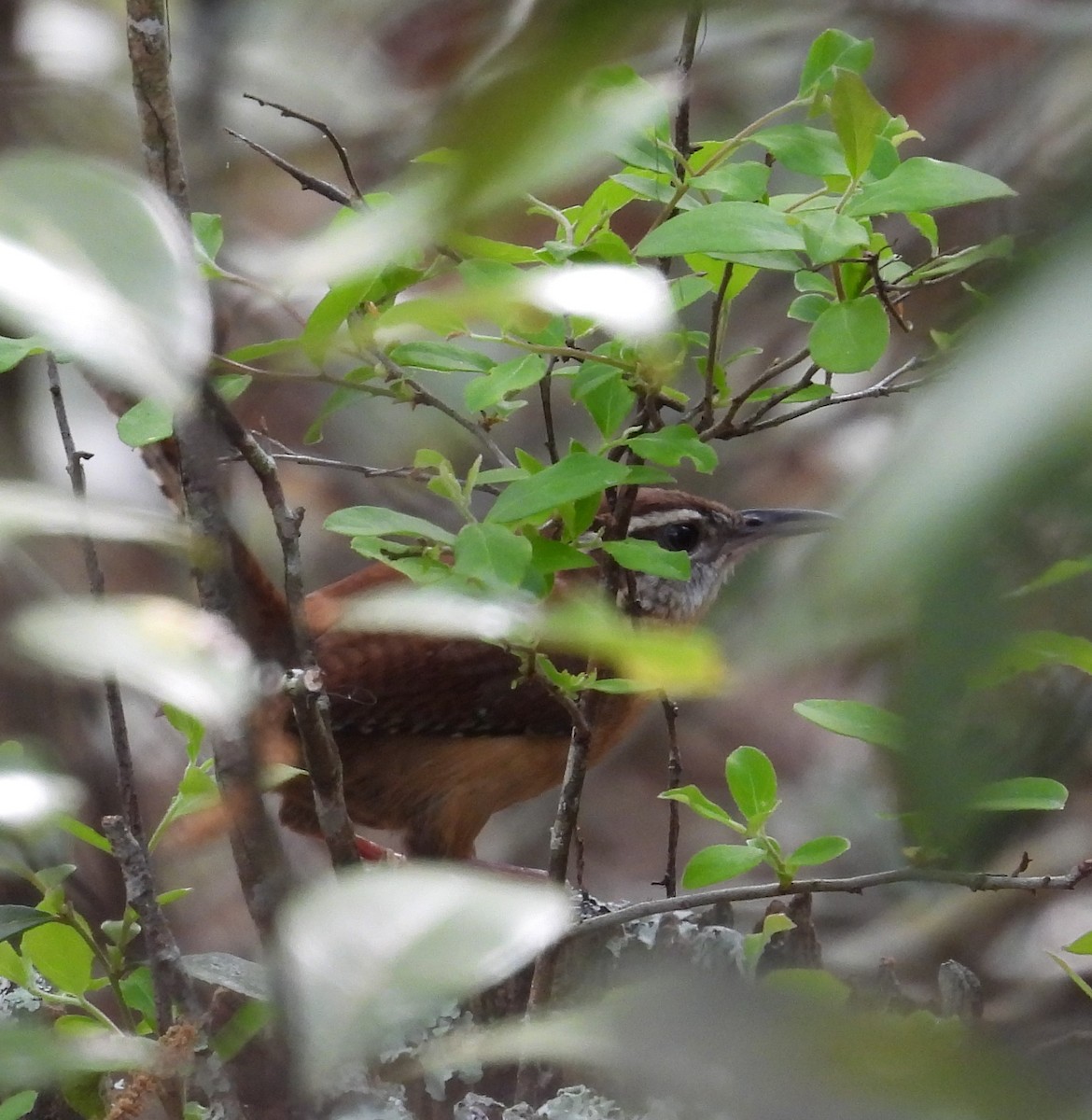 Carolina Wren - ML615828506