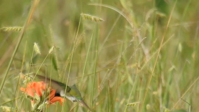 Colibrí Cornudito - ML615828526