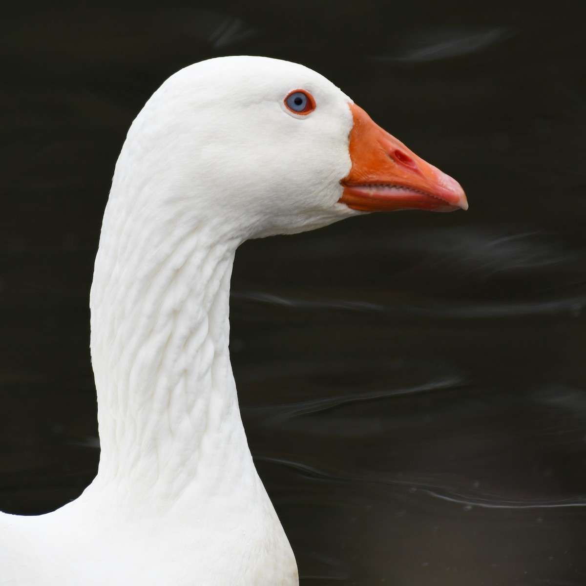 Domestic goose sp. (Domestic type) - ML615828591