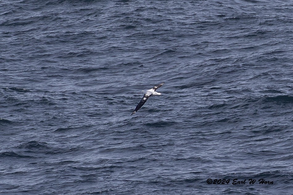 albatros stěhovavý - ML615828604