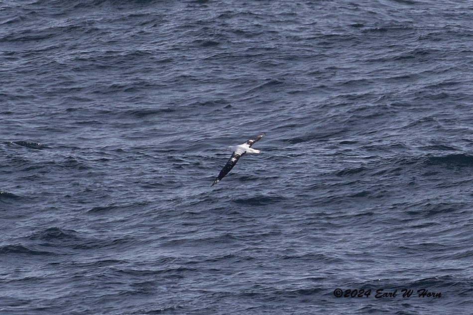 Snowy Albatross - ML615828604