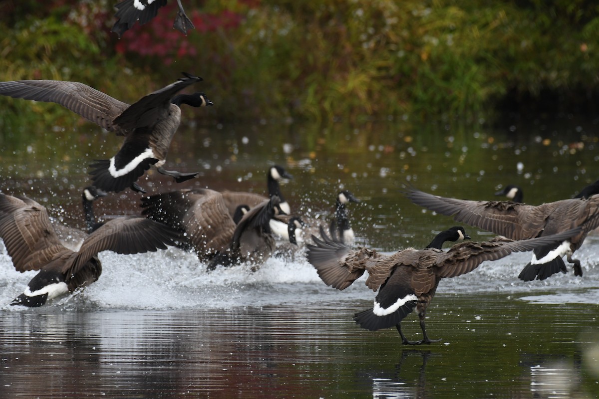 Canada Goose - ML615828626