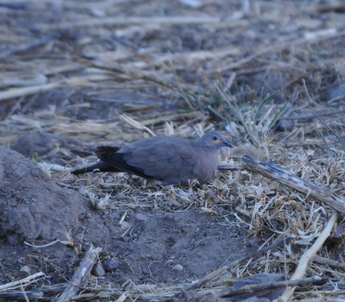 Black-winged Ground Dove - ML615828646