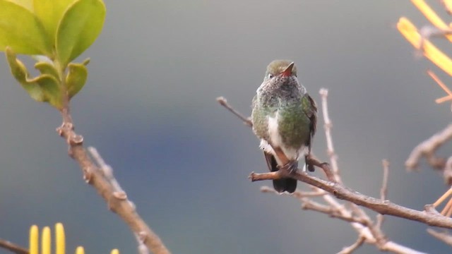 Glittering-throated Emerald - ML615828650