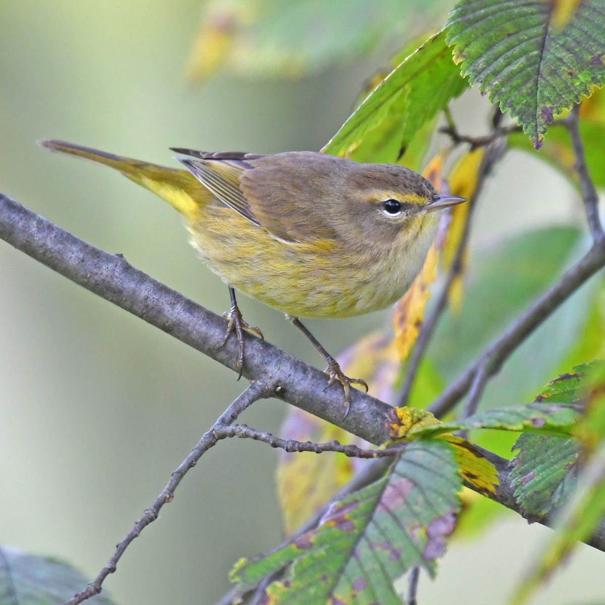 Palm Warbler - ML615828705