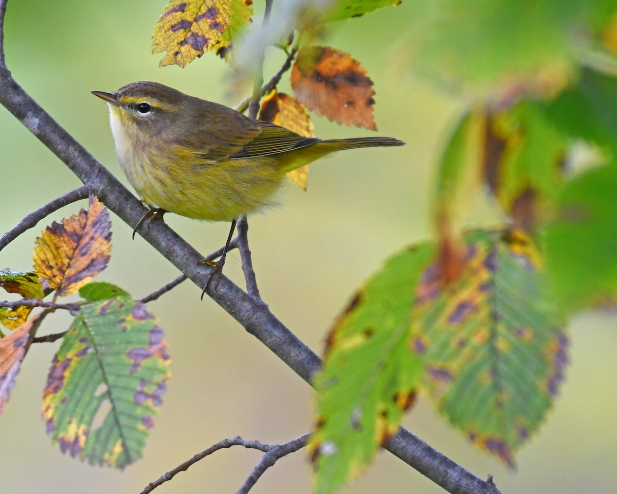 Palm Warbler - ML615828706