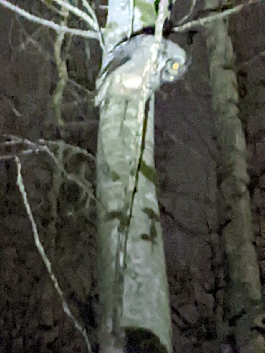 Great Horned Owl - ML615828733