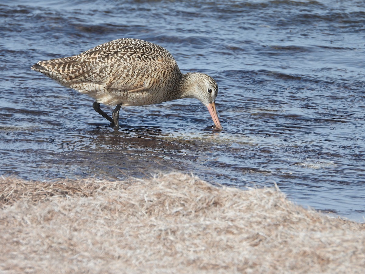 Marbled Godwit - Terry  Little